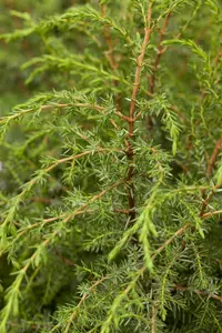 Juniperus comm. 'Hibernica' 60- 80   C7.5 - afbeelding 1