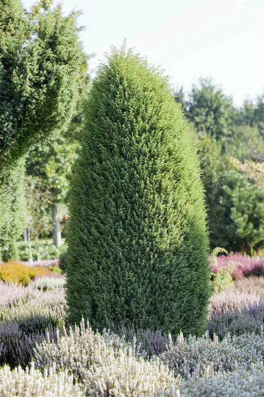 Juniperus comm. 'Hibernica' 60- 80   C7.5 - afbeelding 3