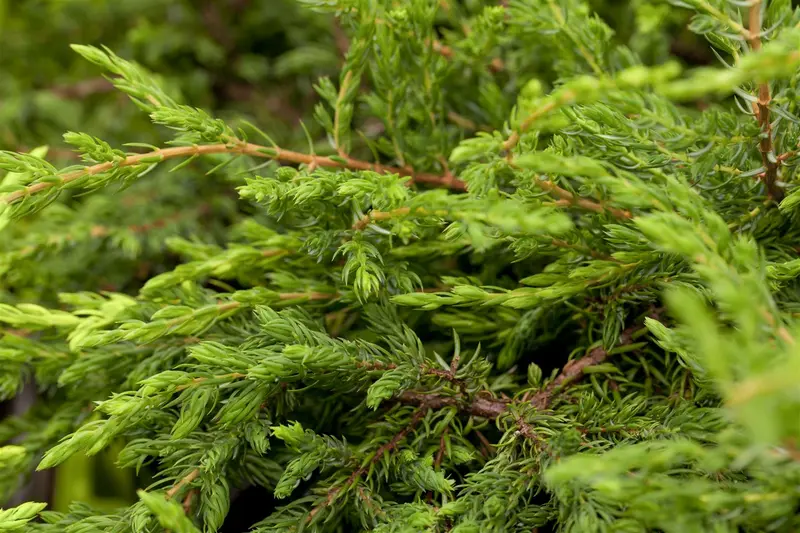 juniperus comm. 'repanda' (25- 30 C cm) - afbeelding 5