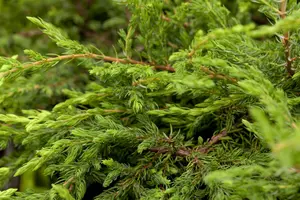 juniperus comm. 'repanda' (25- 30 C cm) - afbeelding 5