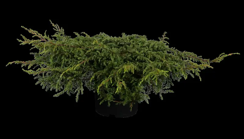 juniperus comm. 'repanda' (25- 30 C cm) - afbeelding 3