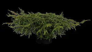 juniperus comm. 'repanda' (25- 30 C cm) - afbeelding 3