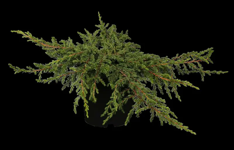juniperus comm. 'repanda' (25- 30 C cm) - afbeelding 1