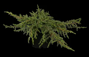 juniperus comm. 'repanda' (25- 30 C cm) - afbeelding 5