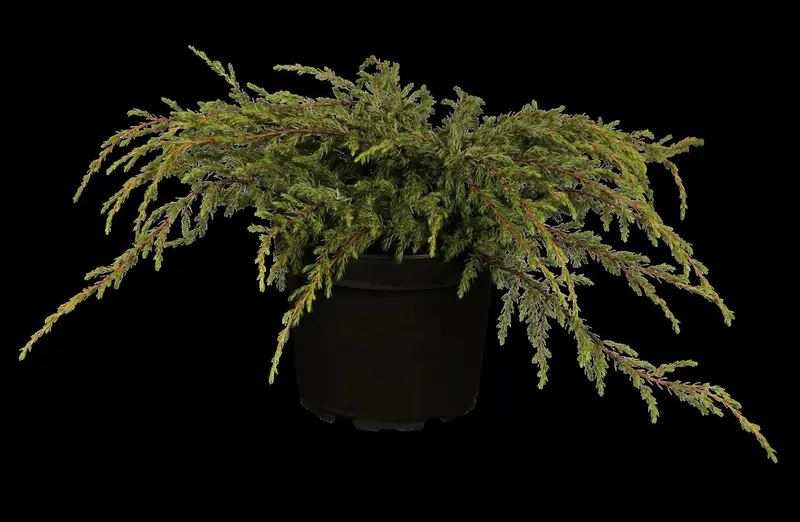 juniperus comm. 'repanda' (25- 30 C cm) - afbeelding 2