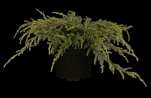 juniperus comm. 'repanda' (25- 30 C cm) - afbeelding 2
