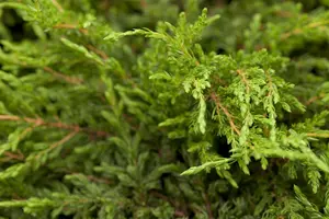 Juniperus comm. 'Repanda' 40- 50   C7,5 - afbeelding 1