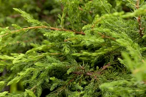 Juniperus comm. 'Repanda' 40- 50 C7,5 - afbeelding 2