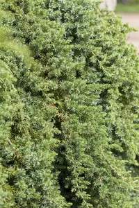 juniperus conf. 'blue pacific' (50- 60cm) - afbeelding 3