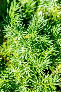 juniperus conf. 'blue pacific' (50- 60cm) - afbeelding 5