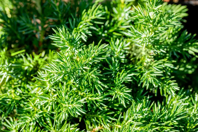 juniperus conf. 'blue pacific' (50- 60cm) - afbeelding 4