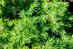 juniperus conf. 'blue pacific' (50- 60cm) - afbeelding 4