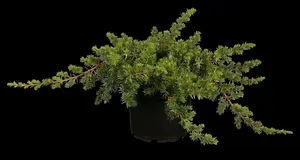 juniperus conf. 'blue pacific' (50- 60cm) - afbeelding 5