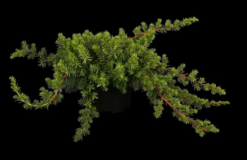 juniperus conf. 'blue pacific' (50- 60cm) - afbeelding 2