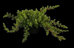 juniperus conf. 'blue pacific' (50- 60cm) - afbeelding 2
