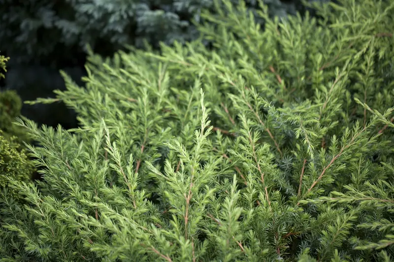 Juniperus conf. 'Schlager' 30- 40 C8 - afbeelding 2