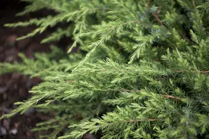 Juniperus conf. 'Schlager' 50- 60   C10 - afbeelding 1