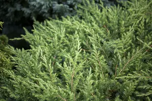 Juniperus conf. 'Schlager' 50- 60 C10 - afbeelding 2