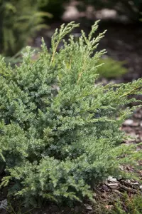 juniperus hor. 'andorra compact' (25- 30 C cm) - afbeelding 4