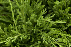 juniperus hor. 'andorra compact' (25- 30 C cm) - afbeelding 3