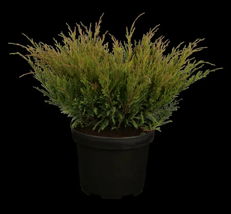 juniperus hor. 'andorra compact' (25- 30 C cm) - afbeelding 1