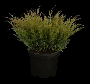 juniperus hor. 'andorra compact' (25- 30 C cm) - afbeelding 4