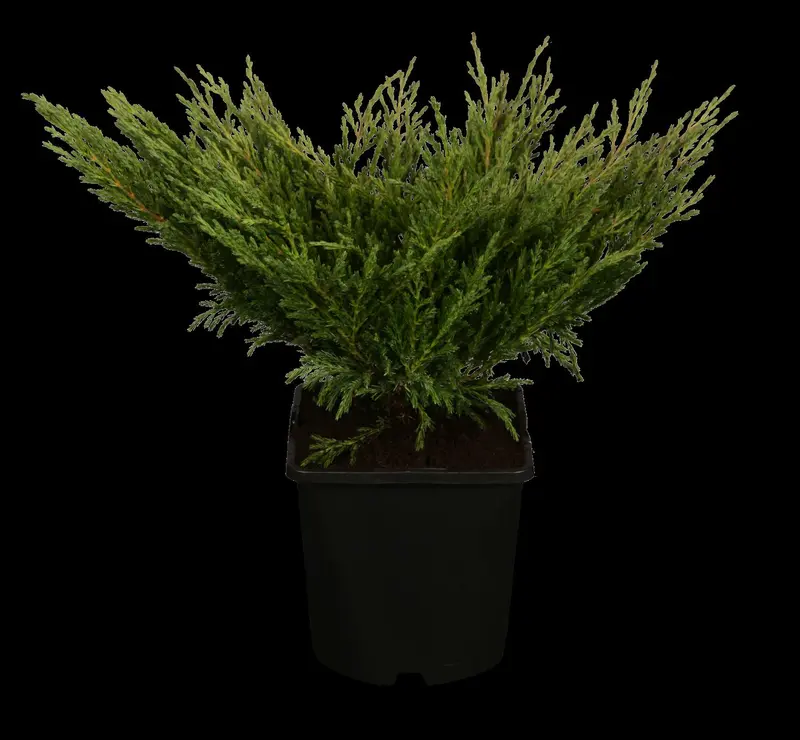 juniperus hor. 'andorra compact' (25- 30 C cm) - afbeelding 2