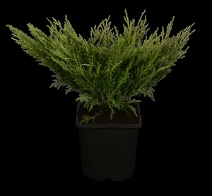 juniperus hor. 'andorra compact' (25- 30 C cm) - afbeelding 2