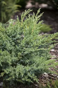Juniperus hor. 'Andorra Compact' 50- 60   C7,5 - afbeelding 2