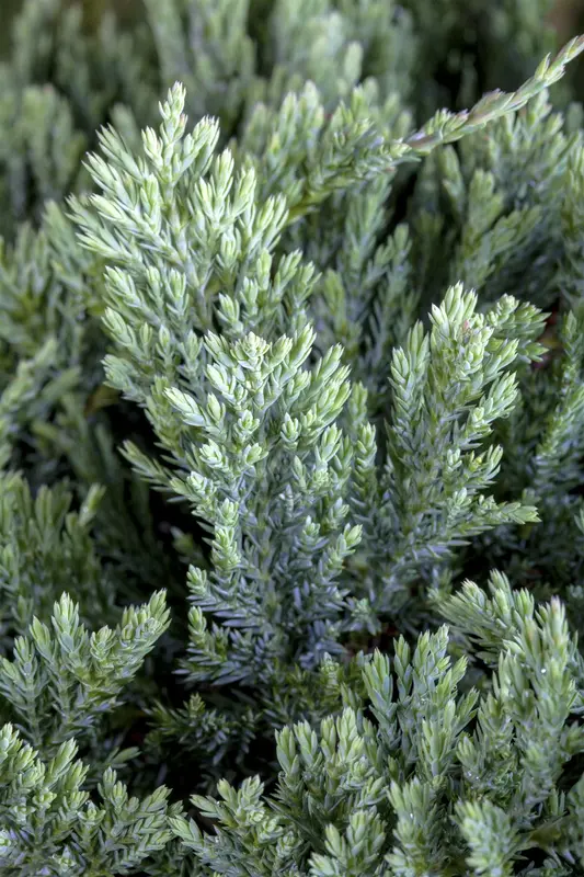 juniperus hor. 'blue chip' ( 'blue moon') (25- 30 C cm) - afbeelding 5