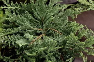 juniperus hor. 'blue chip' ( 'blue moon') (25- 30 C cm) - afbeelding 3