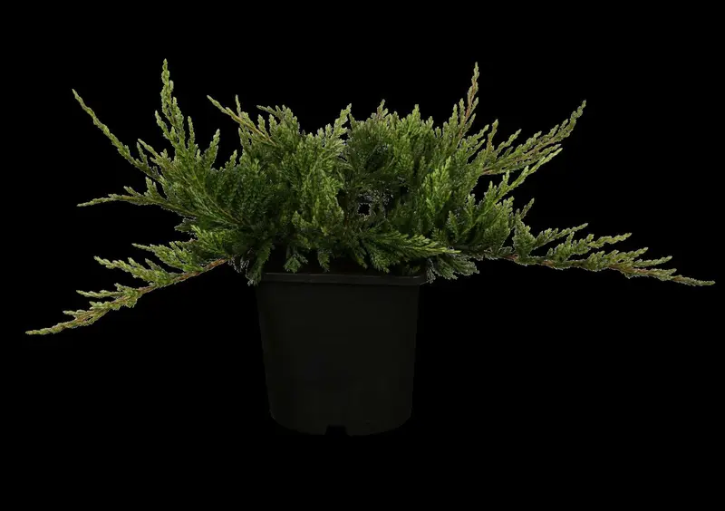 juniperus hor. 'blue chip' ( 'blue moon') (25- 30 C cm) - afbeelding 2
