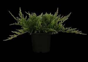 juniperus hor. 'blue chip' ( 'blue moon') (25- 30 C cm) - afbeelding 2