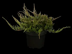 juniperus hor. 'blue chip' ( 'blue moon') (25- 30 C cm) - afbeelding 5