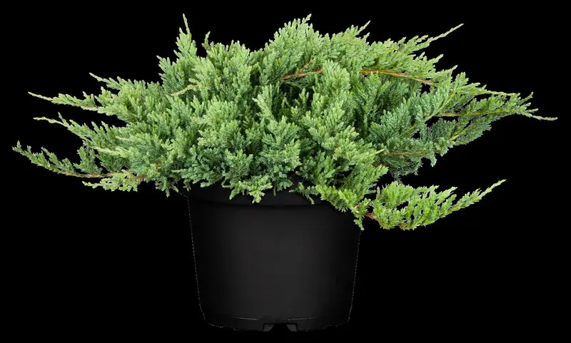 juniperus hor. 'blue chip' ( 'blue moon') (25- 30 C cm) - afbeelding 4