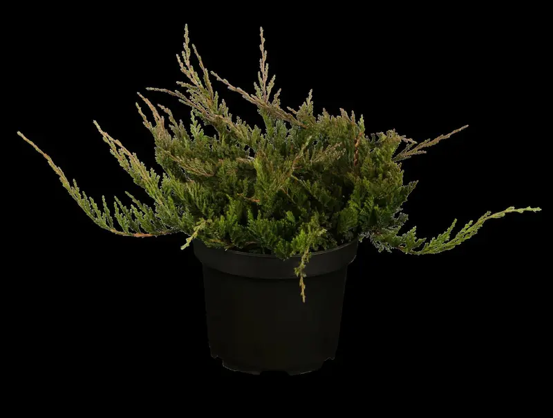 juniperus hor. 'blue chip' ( 'blue moon') (40- 50cm) - afbeelding 1
