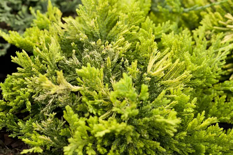 Juniperus hor. 'Golden Carpet' 40- 50   C7,5 - afbeelding 3