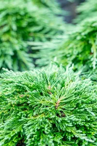 Juniperus hor. 'Pancake' 40- 50 C7,5 - afbeelding 2