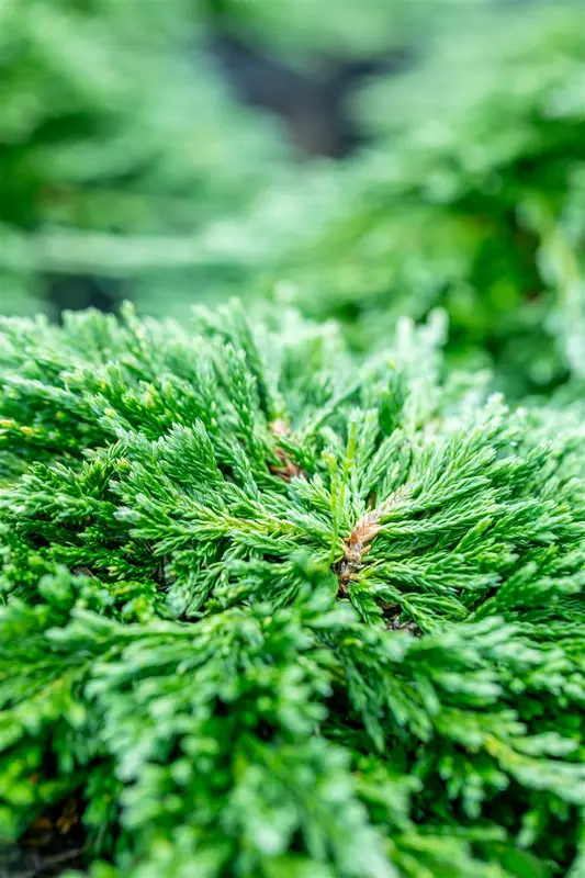 Juniperus hor. 'Pancake' 40- 50 C7,5 - afbeelding 4