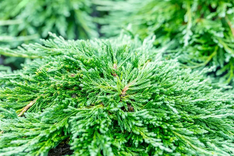 Juniperus hor. 'Pancake' 40- 50 C7,5 - afbeelding 1