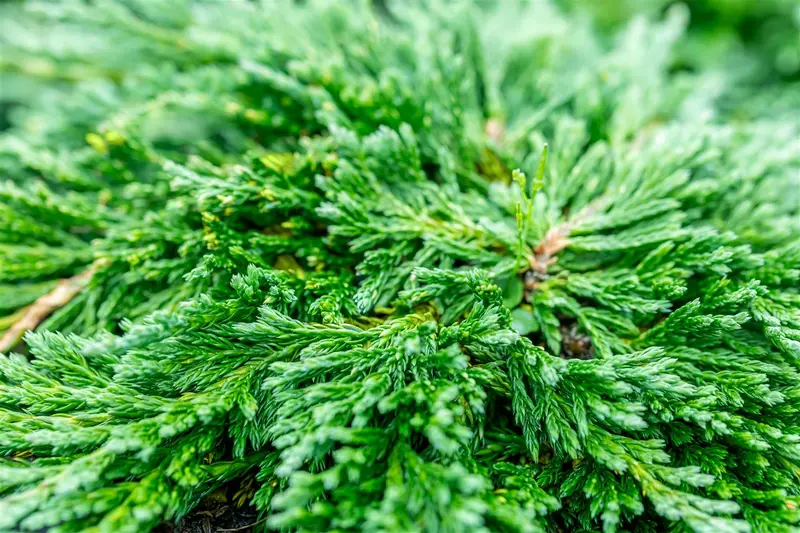 Juniperus hor. 'Pancake' 40- 50 C7,5 - afbeelding 3