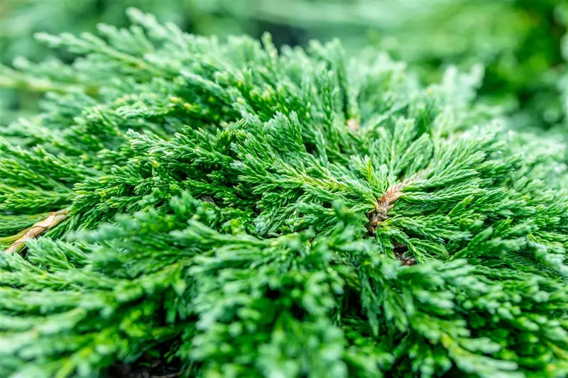 Juniperus hor. 'Pancake' 40- 50 C7,5 - afbeelding 5