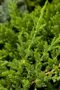 Juniperus hor. 'Prince of Wales' 25- 30   C
