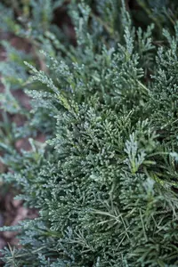 juniperus hor. 'wiltonii' ('blue_rug') (25- 30 C cm) - afbeelding 2