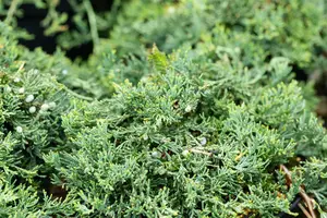 juniperus hor. 'wiltonii' ('blue_rug') (25- 30 C cm) - afbeelding 3