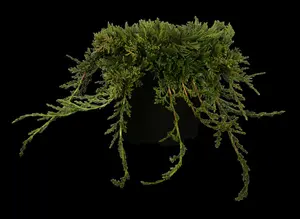 juniperus hor. 'wiltonii' ('blue_rug') (25- 30 C cm) - afbeelding 3