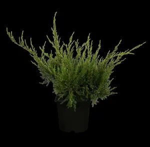 juniperus pfitz. 'mint julep' (25- 30 C cm) - afbeelding 5