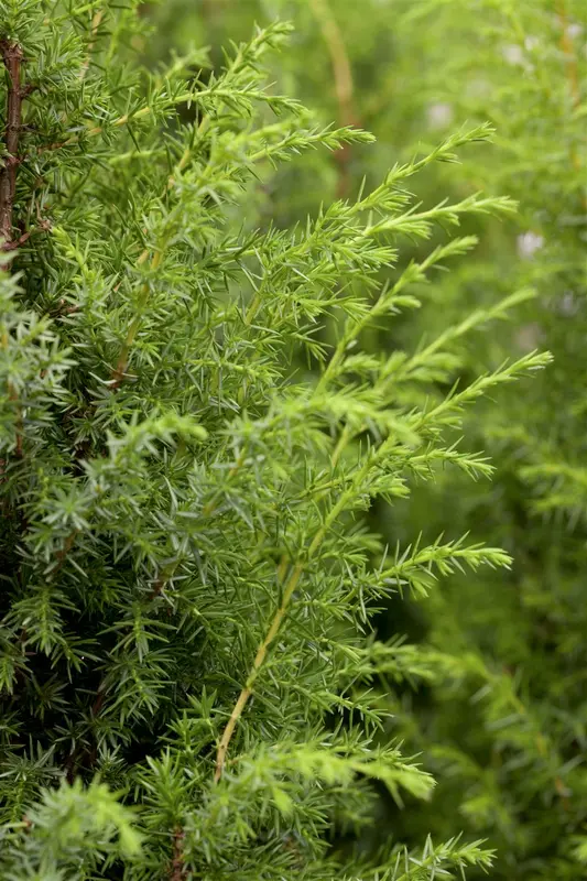 Juniperus pfitz. 'Pfitz. Glauca' 200-250   C MRST - afbeelding 1