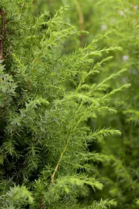 Juniperus pfitz. 'Pfitz. Glauca' 200-250 C MRST