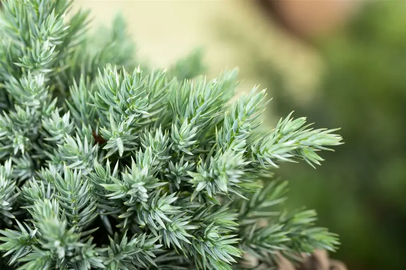 Juniperus pfitz. 'Pfitz. Glauca' 200-250   C MRST - afbeelding 2